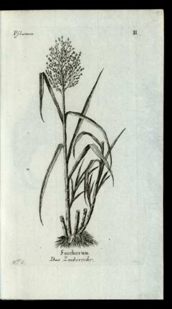 No: 6. Saccharum. Das Zuckerrohr.