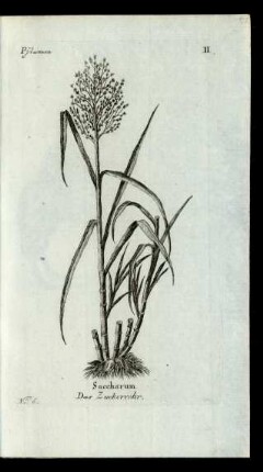 No: 6. Saccharum. Das Zuckerrohr.