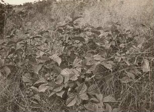 Faltige Brombeere (Rubus plicatus)
