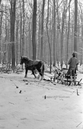 Fohlenkoppel: Landwirt Thomas Isenberg transportiert mit dem Schleswiger Kaltblutpferd Holz im Winter aus dem Wald ab