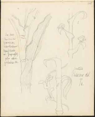 Skizzenbuch 4: Ornament- und Architekturstudien, a. […] Familie der Gramineae […] Wachstum im Gegensatz zum […], Mantua Palazzo del Te