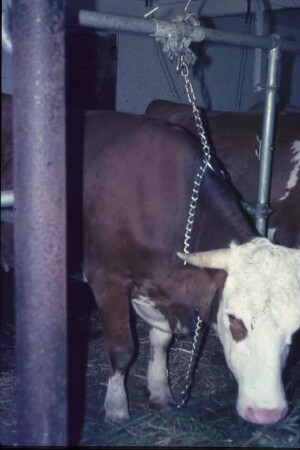 Fotografie: Milchviehhaltung, Anbindehaltung, Anbindevorrichtung
