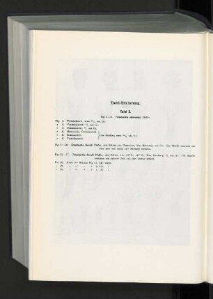 Tafel-Erklärung. : Tafel 2. Fig. 1-6. Teleoteuthis intermedia Pfeffer.
