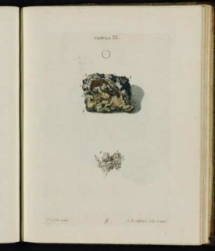 Tabula IX.