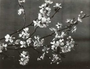 Schlehdorn (Prunus spinosa), auch Schlehendorn, Schlehe, Heckendorn oder Schwarzdorn. Blühender Zweig