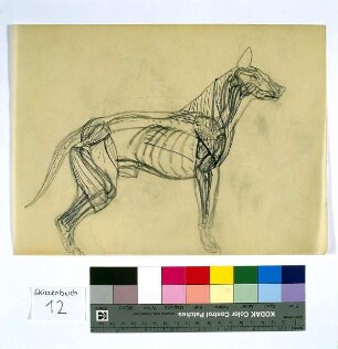 Anatomischer Hund