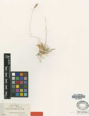Festuca hystrix Boiss. [type]
