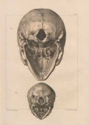 Schädel eines Erwachsenen und eines Fetus (von unten)