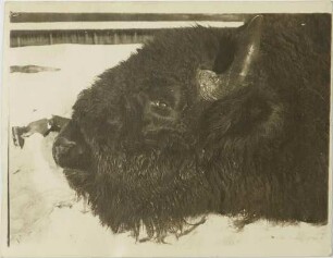 Bison bonasus (Linnaeus, 1758)