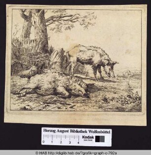 Drei Wildschweine