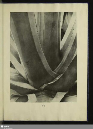 Kernstück einer Agave