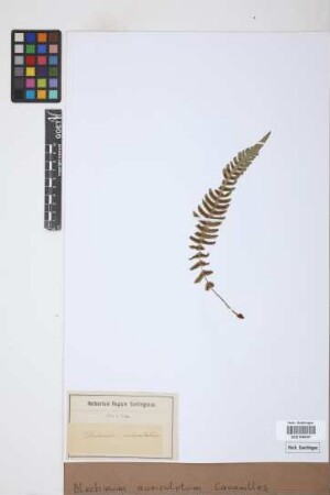 Blechnum auriculatum Cav.