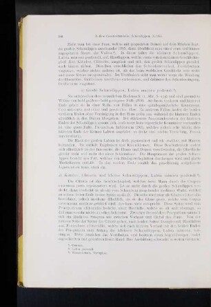 Große Schamlippen, Labia majora pudendi.