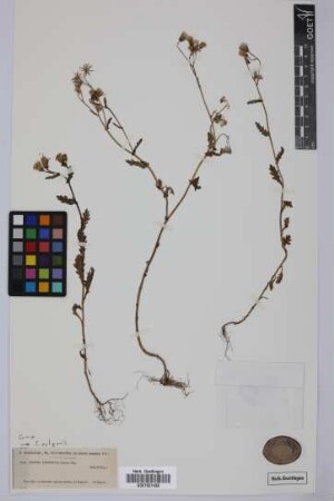 Senecio teneriffae Sch.Bip.