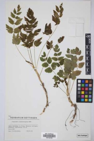 Pimpinella dendrotragium Webb & Berthel.