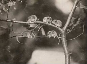 Haselmaus (Muscardinus avellanarius L.). Weibchen mit Jungen