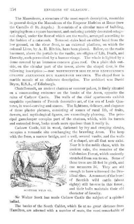 Scottish Wild Ox.