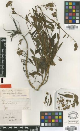 Stevia lorentzii Griseb.