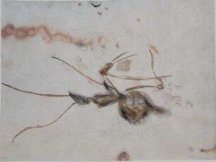 Insekten auf kopierter Roststruktur