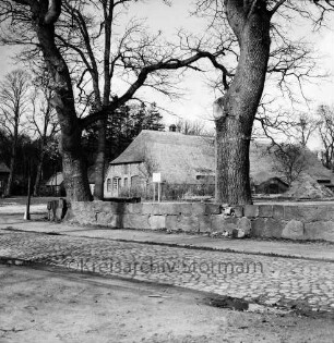 Gutshof: Rosenstraße mit Kopfsteinpflaster: hinten Reetdachscheune [ehemaliger Hengststall]: vorn Feldsteinmauer und Eichen
