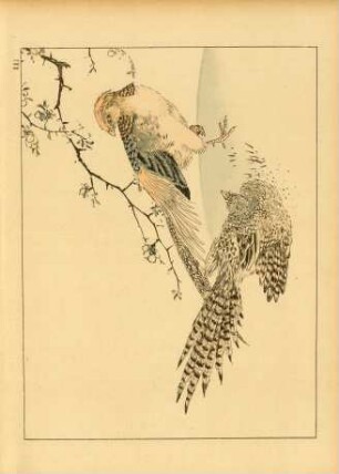 AAJ [Études d'oiseaux (Faisan doré)]