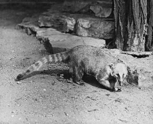 Nasenbär (Nasua rufa Desm.) : Breslau (Wroclaw/Polen). Zoologischer Garten. Nasenbär (Nasua rufa Desm.)