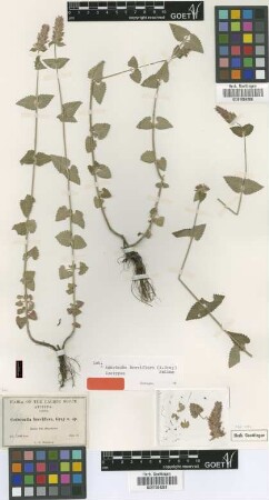 Cedronella breviflora A.Gray [isotype]