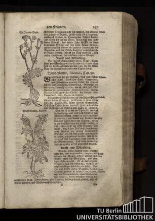 Cap. 80. Wunderbaum, Ricinus.