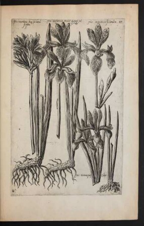 Taf. 37. [Iris]
