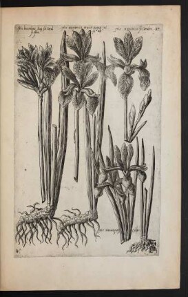 Taf. 37. [Iris]