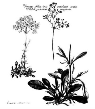 Viscago foliis imis petiolatis ovatis Floribus paniculatis emarginatis.