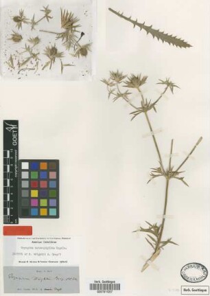 Eryngium wrightii A.Gray [isotype]