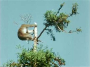 Macaca fuscata (Cercopithecidae) - Tree-top Signaling