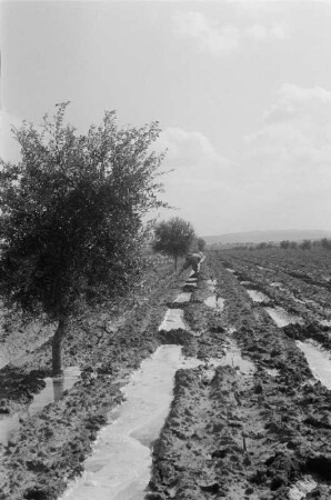 Fünfjährige Olivenbäume (Libyen-Reise 1938)