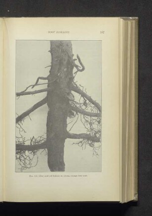 Fig. 12. - Dry root rot lesions on young orange tree root