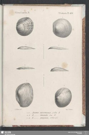 Pl. 489