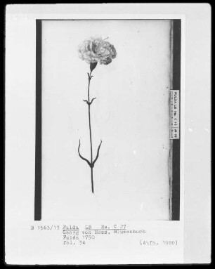 Georg Friedrich Heß, Blumenbuch — Eine Nelke, Folio 34recto