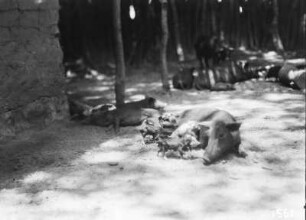 Schwein mit Frischlingen : Schweine in einem Gehege mit Frischlingen