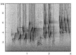 Rubinkehlchen | Luscinia calliope - Gesang