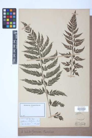 Asplenium bulbiferum G.Forst.