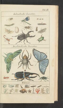 Tafel IX.: Inländische Insecten. Ausländische Insecten. Würmer.