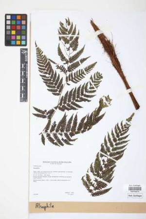 Alsophila