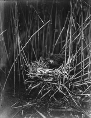 Wasserralle : Eine Wasserralle (Rallus aquatioris Linnaeus) auf dem Nest mit Gelege.