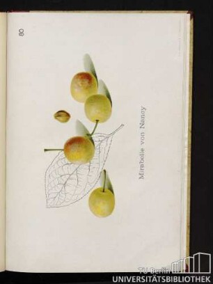 80. Mirabelle von Nancy.