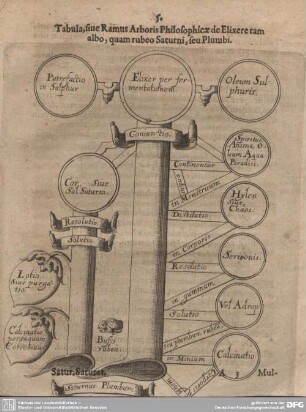 Tabula, sive Ramus Arboris Philosophicae de Elixere tam albo, quam Saturni, seu Plumbi.