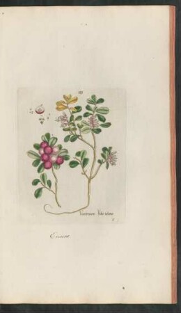 129. Vaccinium vitis idaea