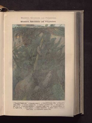 Moostiere, Schwämme und Polypentiere