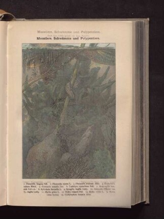 Moostiere, Schwämme und Polypentiere