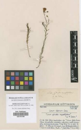 Linum alpinum Jacq.