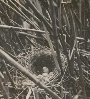 Rotrückenwürger oder Neuntöter (Lanius collúrio L.). Nest mit Gelege